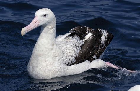 Wandering Albatross Facts, Lifespan, Predators, Pictures