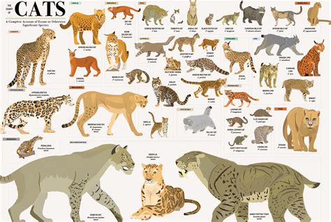 Big Cats Species List