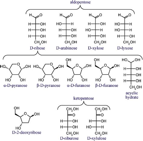 D-ribose and some pentoses with similar structure. | Download ...