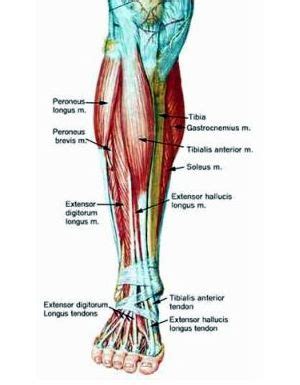 Get a Leg Up on Shin Splints - BioSynchronistics®