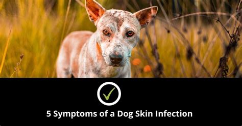 5 Symptoms Of Dog Skin Infection