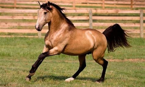 Is Buckskin a Color or a Breed of Horse? - THE THINKING EQUESTRIAN