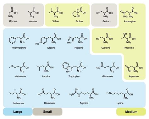 Amino Acids