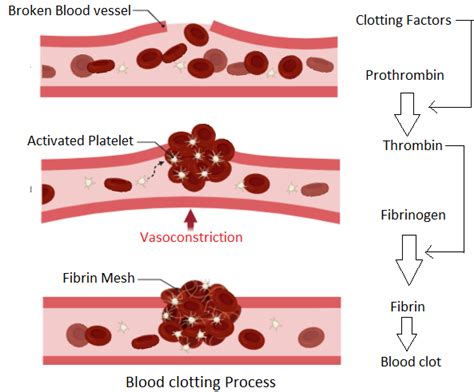 Coagulation cascade | Coagulation cascade, Nursing study, Study tools