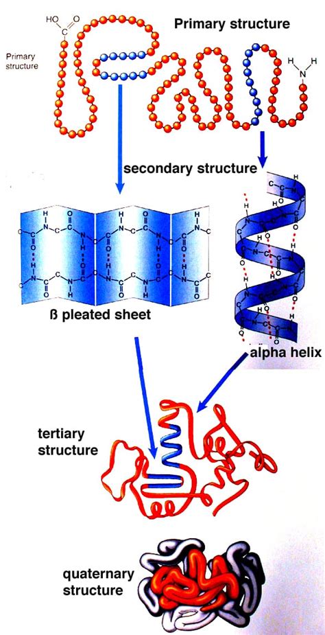 Protein Structures: Primary, Secondary, Tertiary, Quaternary ...