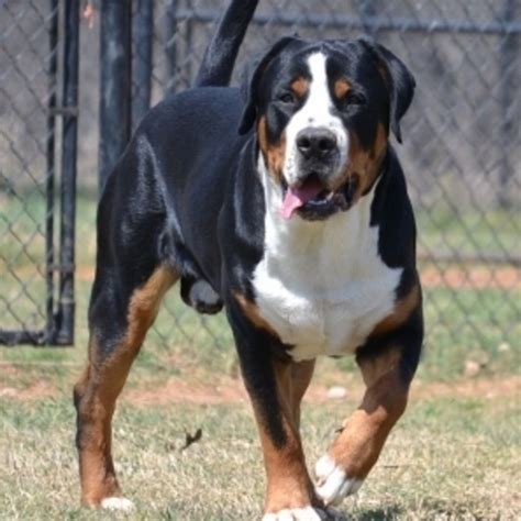 Greater Swiss Mountain Dog Breeders and Dogs For Slae in OKlahoma ...