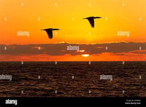 Birds silhouettes flying is two birds flying silhouetted Stock Photo ...