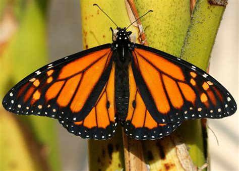 Mission Gorge, Nature, San Diego, CA: Monarch (male) Butterfly