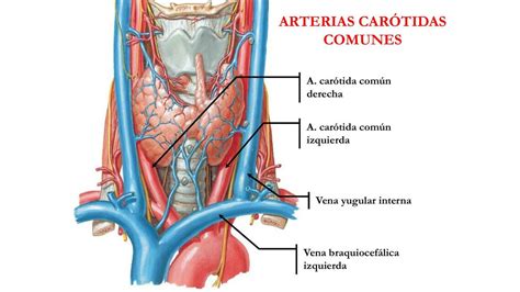 Arterias Carótidas Comúnes | Valeria González Hurtado | uDocz