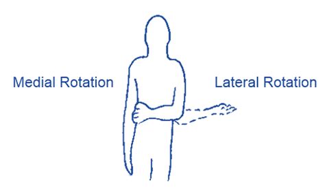 Medial And Lateral Rotation