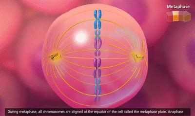 Mitosis Animation