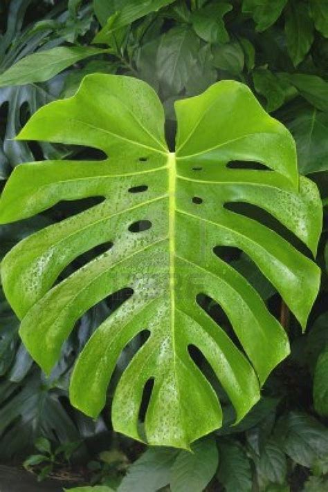 Large monstera deliciosa leaf in front of smaller leaves in a ...