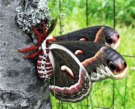 Cecropia Moth l Beautiful Moth - Our Breathing Planet