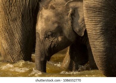 Baby Elephant Bathing Stock Photo 1086552770 | Shutterstock