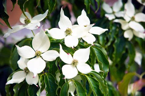 Cornus kousa var. chinensis / Chinese Dogwood, 1-2ft Tall in 2L Pot | eBay