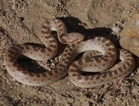 Harmless or Lethal? Learn to Identify the Venomous Snakes of Utah ...