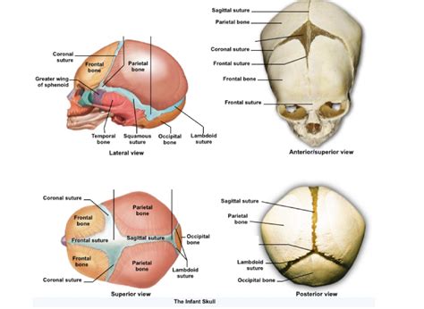 Infant skull Diagram | Quizlet