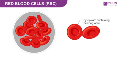 Red Blood Cells : Diagram and Features