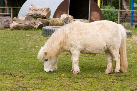 Shetland Pony Free Stock Photo - Public Domain Pictures