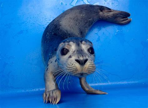 Foca bebé en cautividad :: Imágenes y fotos