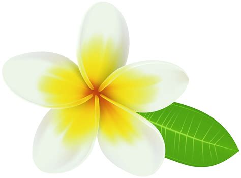 plumeria clip art 10 free Cliparts | Download images on Clipground 2024