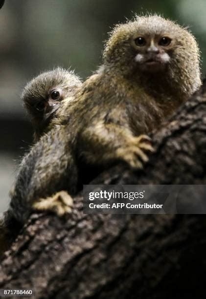 237 Titi Monkey Stock Photos, High-Res Pictures, and Images - Getty Images