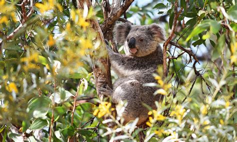 How Can We Save Endangered Animals? Just Buy Up All the Land