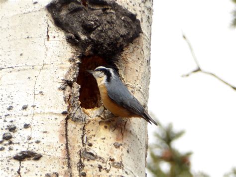 Red-Breasted Nuthatch - Friends of Kananaskis Country