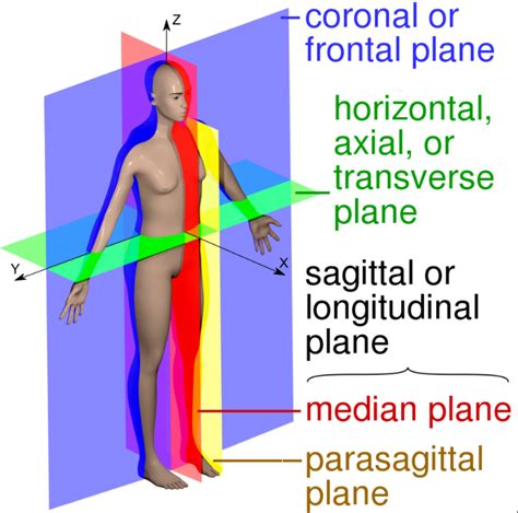 인체의 해부학적 자세 - 시상면(Sagittal),관상면(coronal),수평면(Axial)를 알아봅시다 : 네이버 블로그