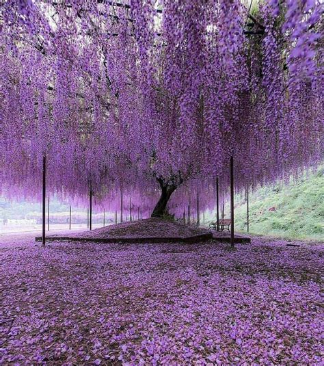 Buy Purple Chinese Wisteria Tree - 6-12" Tall Seedling - 2.5" Pot ...