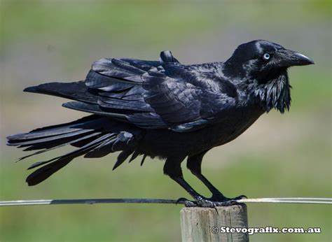 Australian Raven - Corvus coronoides - Stevografix