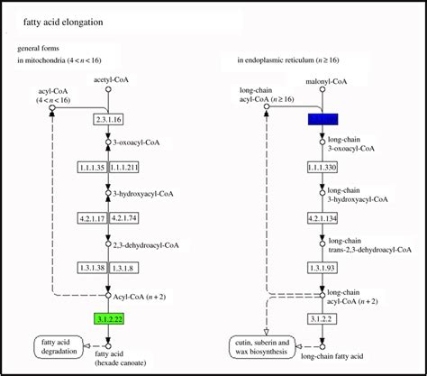 The fatty acid elongation pathway of A. chinensis diploid and ...