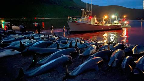 1,400 dolphins were killed in the Faroe Islands in one day, shocking ...