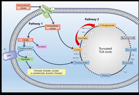 The prediction of citrate metabolism pathways in the C. maltaromaticum ...