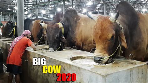 Biggest Cow Farm in Bangladesh 2020 | AL Madina Cattle Farm 2020 | Big ...