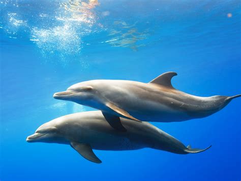 Delfines (Características, origen y ciclo de vida)