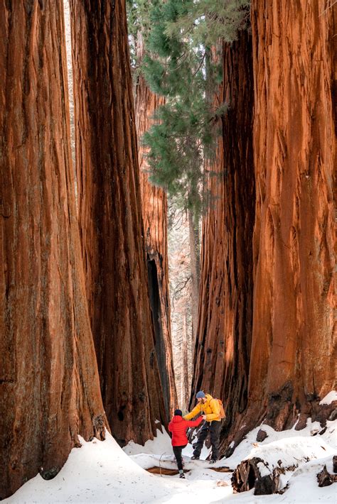 20+ (Helpful) Things to Know About SEQUOIA NATIONAL PARK in Winter