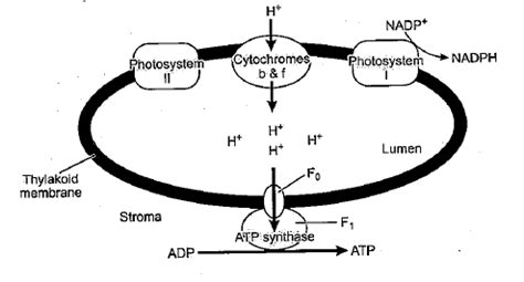 What Is The Basis Of The Chemiosmotic Theory Of ATP Synthesis In The ...