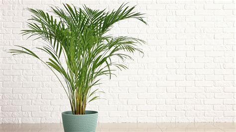 How To Successfully Grow An Areca Palm