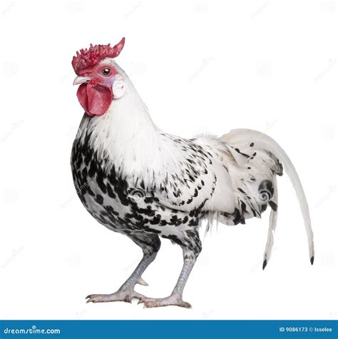 A Silver Spangled Hamburg Rooster (1 Year Old) Stock Photos - Image ...