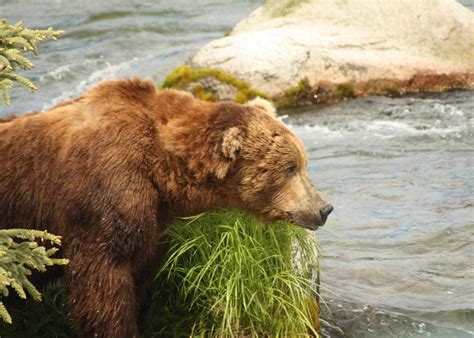 The Bears of Brooks Falls, Alaska | Audley Travel