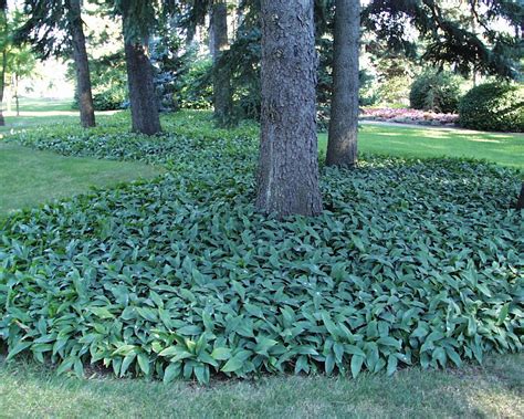 Lily Of The Valley Ground Cover