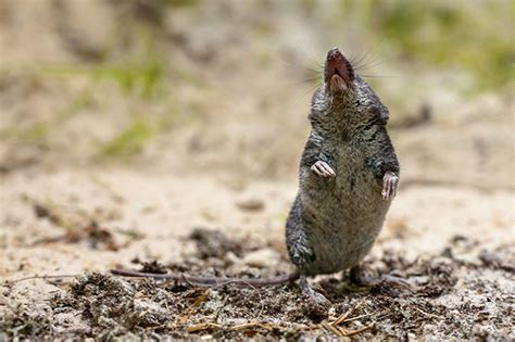 Curious Questions: How did shrews get such a bad name? - Country Life