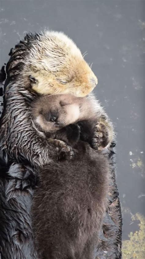 Sleepy baby sea otter takes a nap on its mother's belly | Cute animals ...