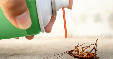 The methods of cockroach control | Cure All Pest Control