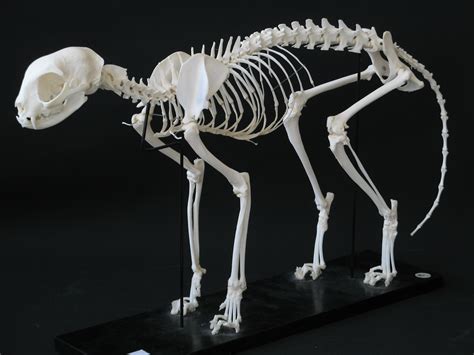 Cat Skeleton | Flickr - Photo Sharing!