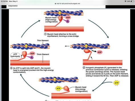 Solved Describe the ATPase cycle of myosin II. Use the | Chegg.com