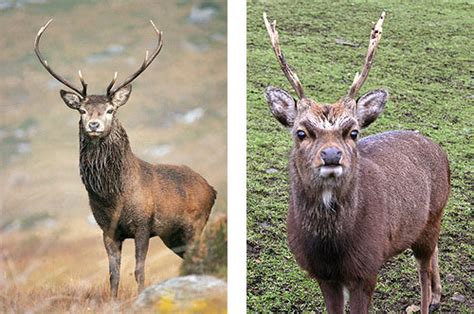 Kerry Gems Many of the The fauna of Kerry are special, such as Red Deer