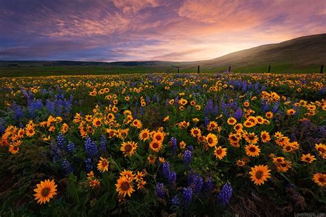 Flower Fields Photography