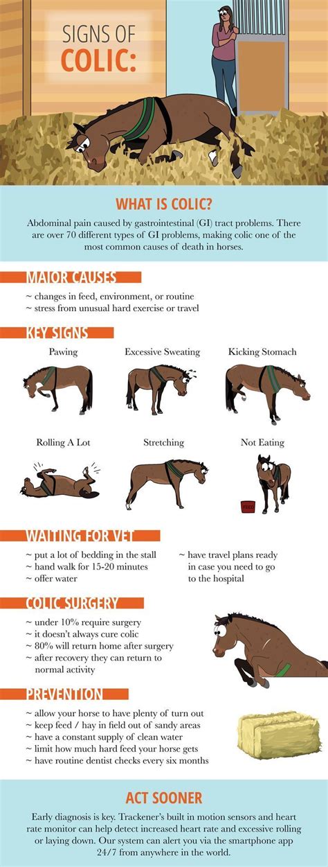 Signs of colic | Horse health, Equine veterinary, Healthy horses